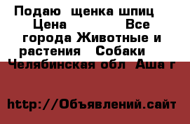 Подаю. щенка шпиц  › Цена ­ 27 000 - Все города Животные и растения » Собаки   . Челябинская обл.,Аша г.